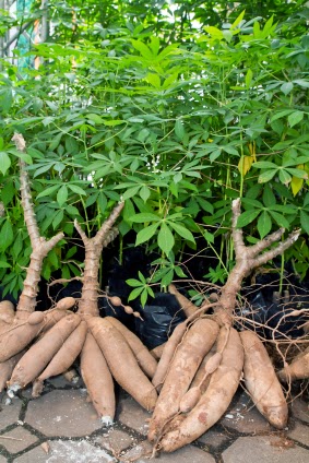 cassava plant and root