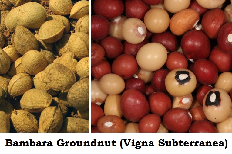 bambara groundnut