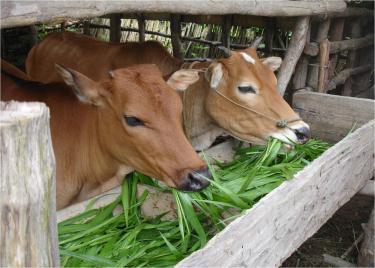 cattle eating guinea grass