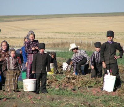 Hutterite children harvesting
          potatoes