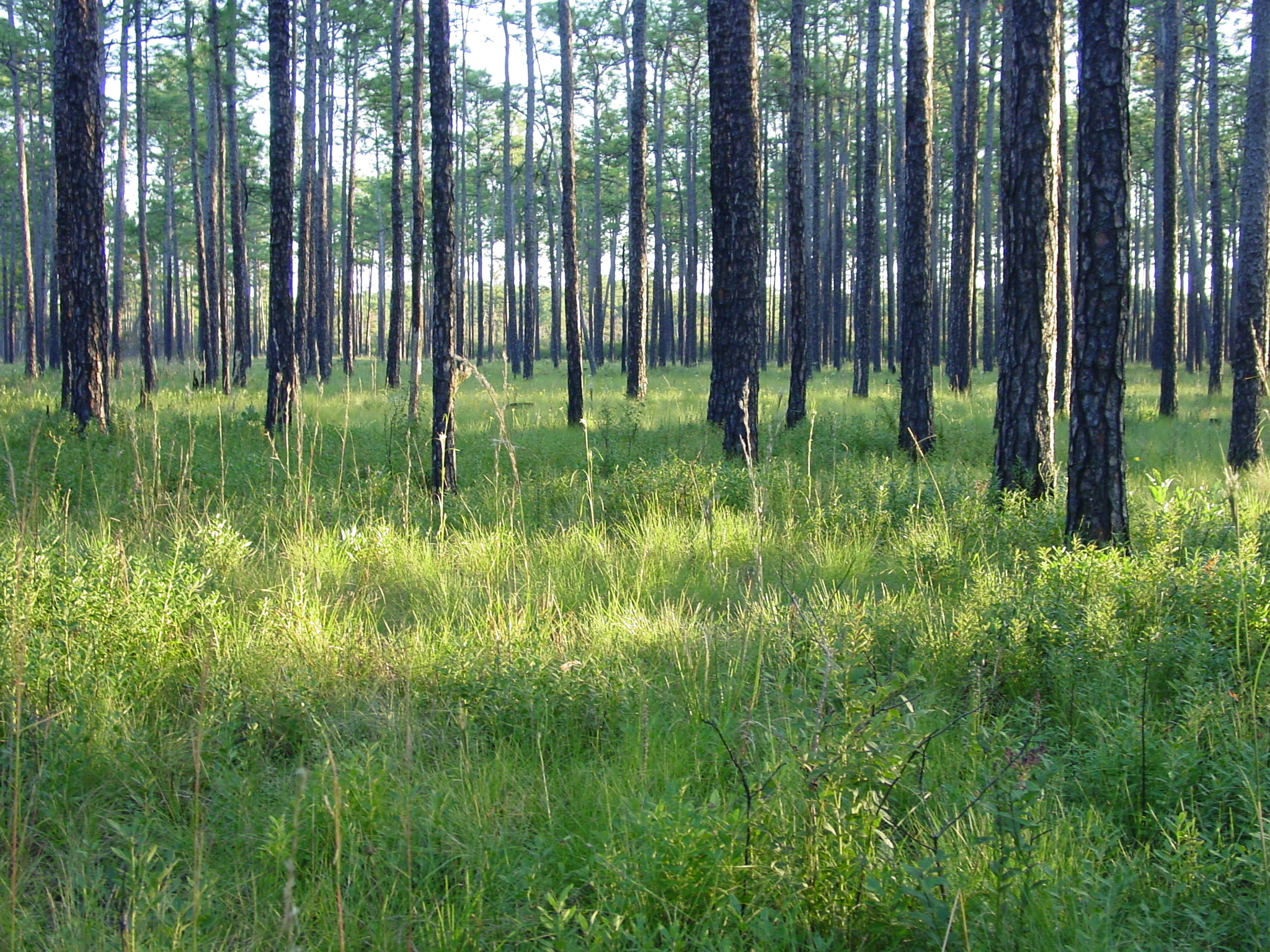 longleaf pine savanna