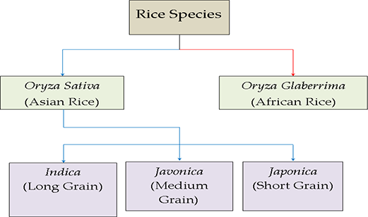 species of rice