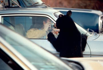 bear looking into car