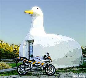 the big duck