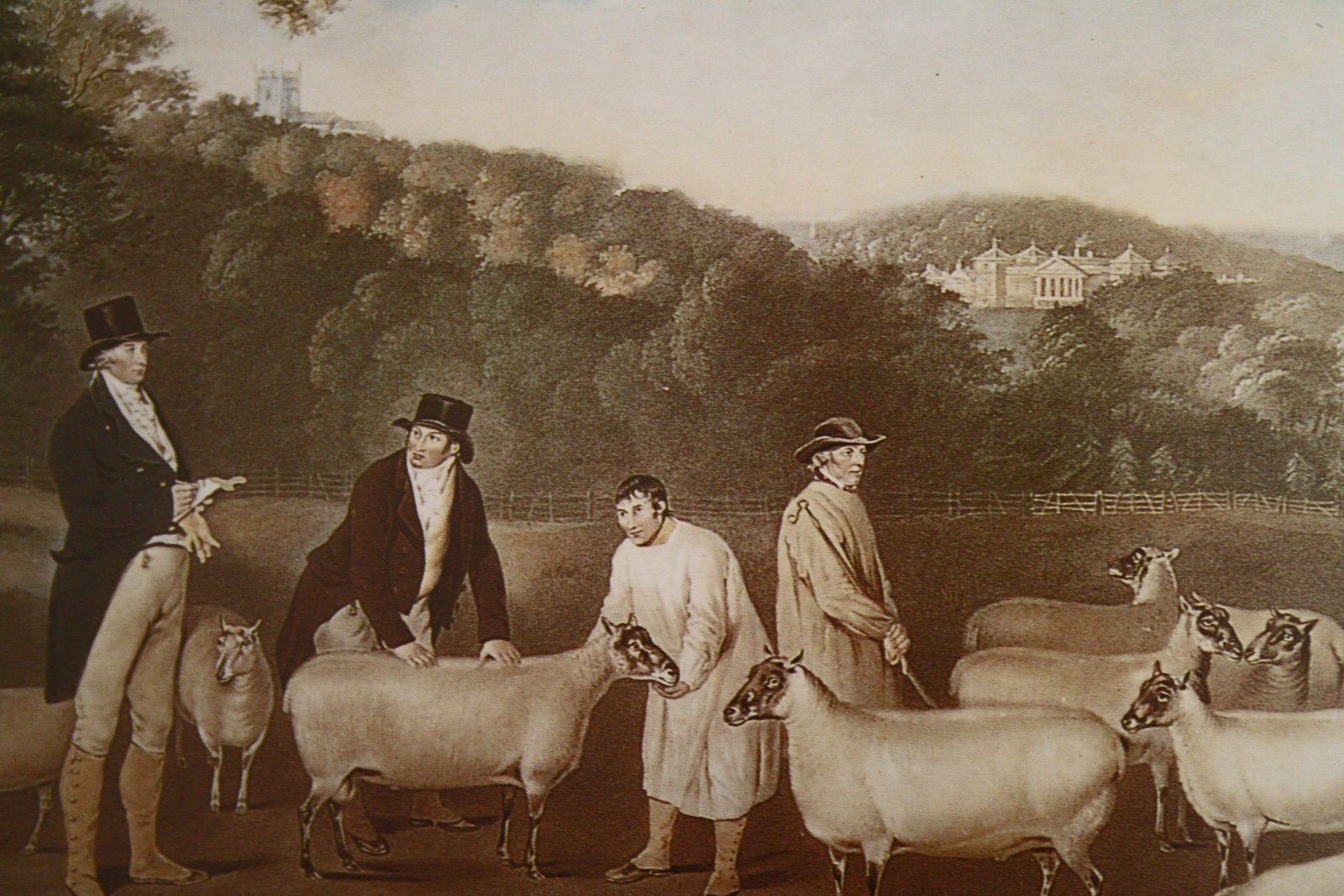 a gentleman breeder of improved sheep