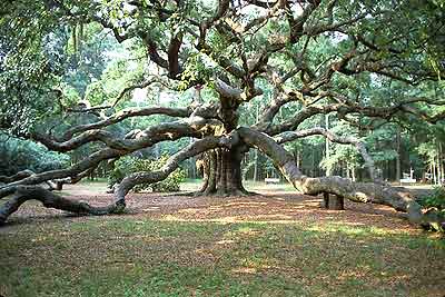 angel oak, Johns Island