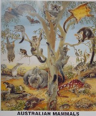 a painting
                    showing many different australian mammals