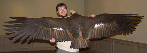 sculpture of california condor to show
                size