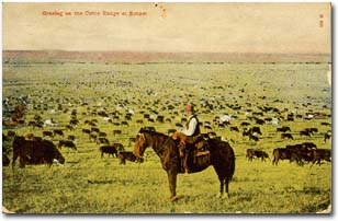 cowboy and many
            cattle--old postcard