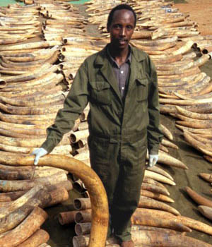 illegal ivory trade