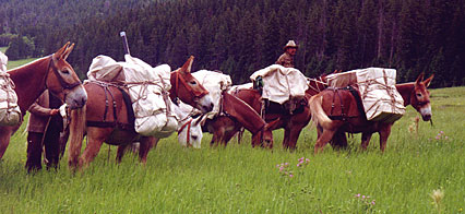 mules with packs