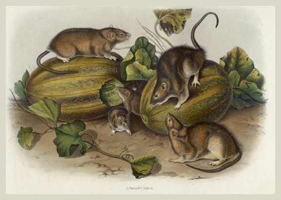 zoological illustration of rats