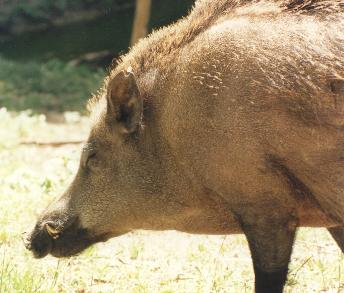 wild razorback hog
