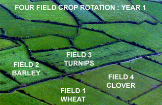 first year of four field crop
                rotation