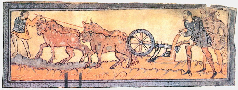 oxen plowing