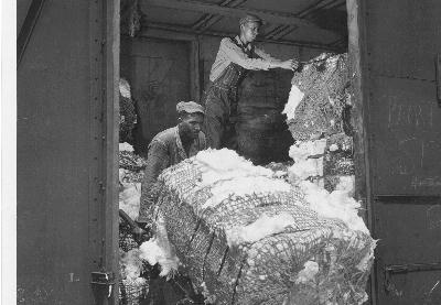 unloading cotton bales