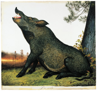 painting of hog