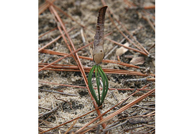longleaf sprout