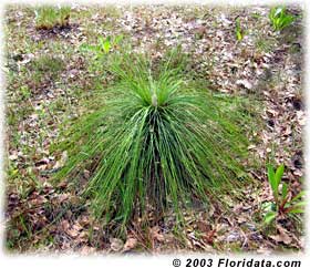 longleaf in grass stage