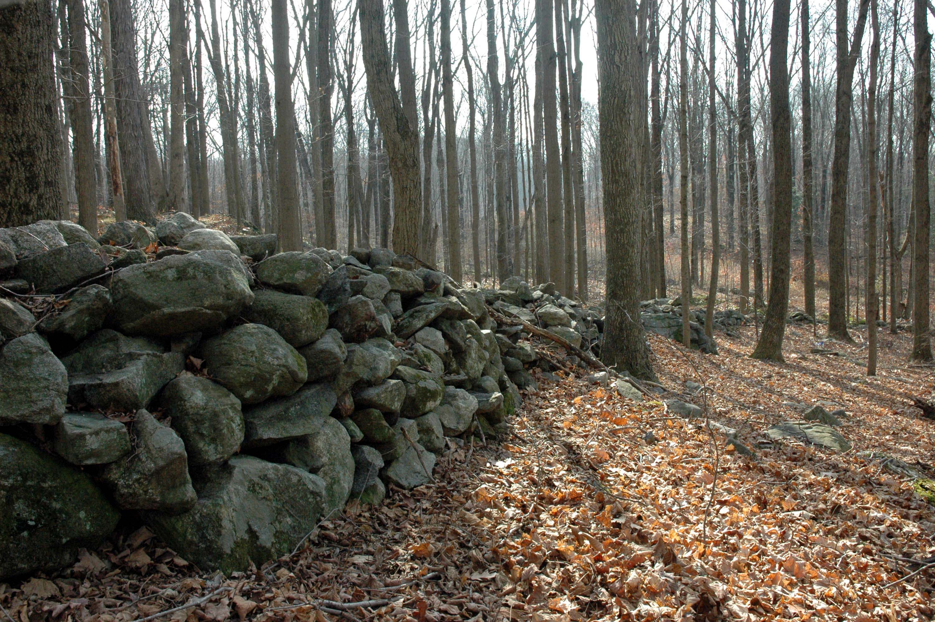 stone wall in second growth woods