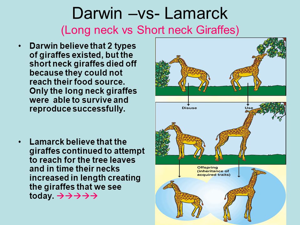 Lamarck vs. Darwin