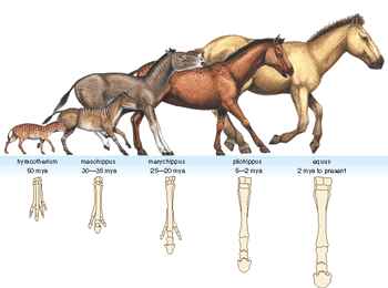 evolution of the horse