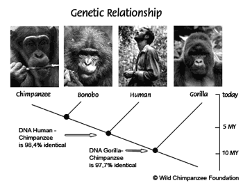 genetic relationship of humans with apes