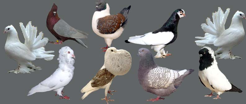 fancy
            pigeon varities