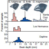 finsh beaks on different islands