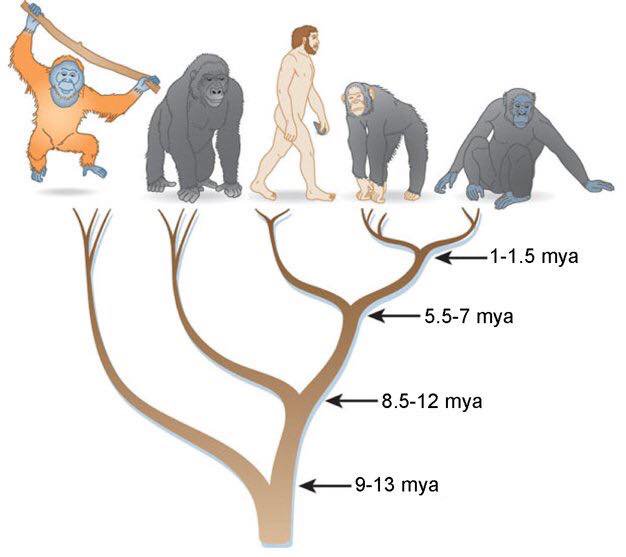 current view of human
                  evolution