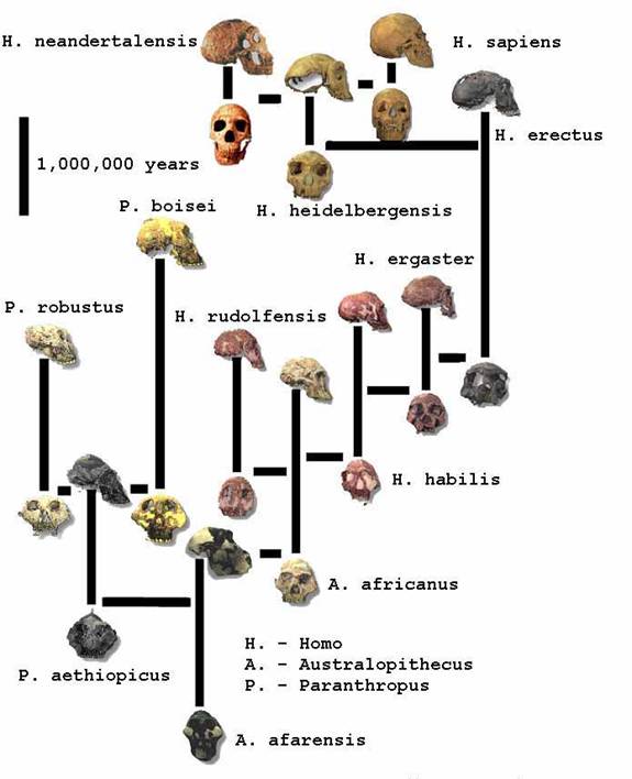 human family tree