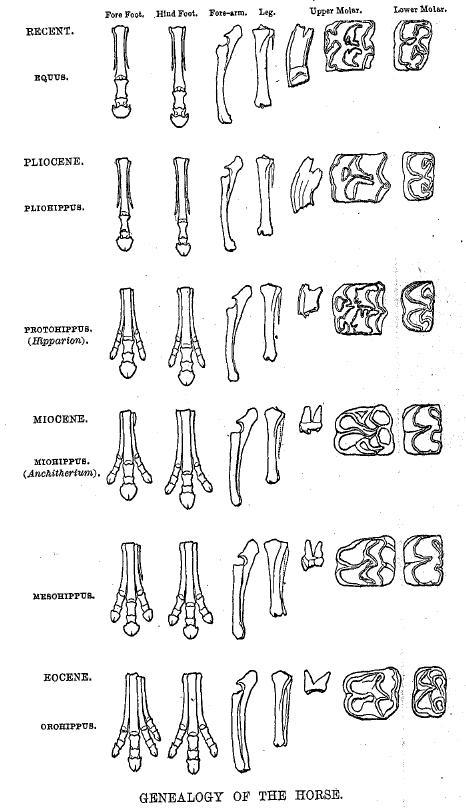 O.C. Marsh's diagram of
            evolution of the feet and teeth of the horse