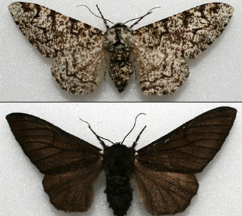 light and dark forms of the peppered moth